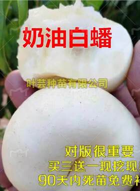美国白玉蟠桃南北方种植嫁接苗