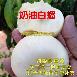 白油蟠桃 奶油白蟠嫁接苗 美国白玉蟠桃果树苗当年结果南北方种植