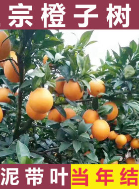 廉江红橙脐苗嫁接冰糖南方种