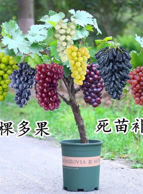 葡萄树苗果树苗南北方种植一棵多果葡萄苗无架盆栽地栽树当年结果