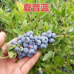 盆栽地栽南方北方种植黑珍珠蓝莓树苗当年结果苗 夏普蓝蓝莓苗四季