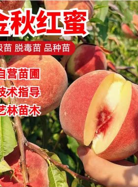 晚熟桃子南方种植果树嫁接