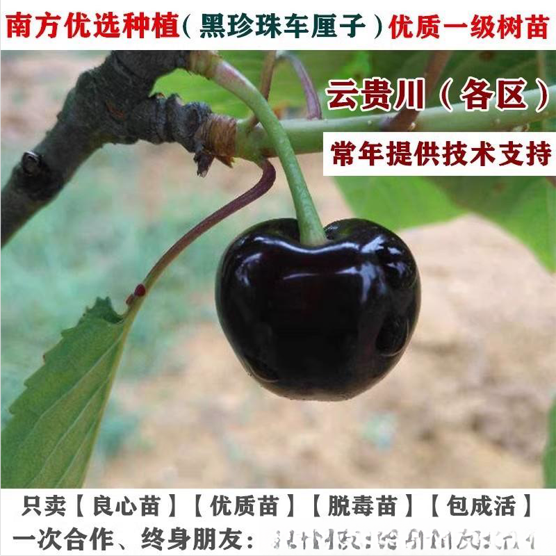 南方大樱桃树苗黑珍珠车厘子苗云南四川贵州种植盆栽地栽当年结果