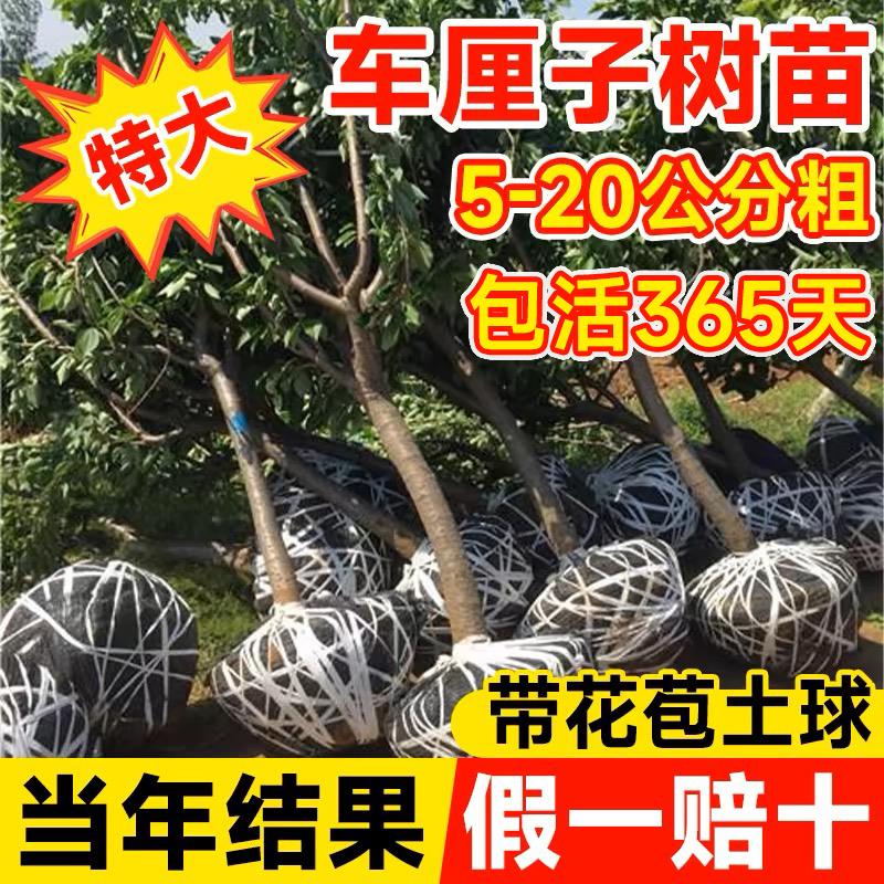 特大车厘子树苗嫁接樱桃苖