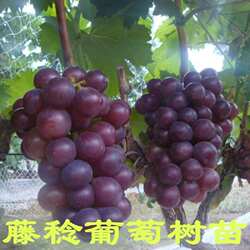 葡萄苗基地直销 藤稔葡萄苗 乒乓葡萄树苗当年结果南方北方种植