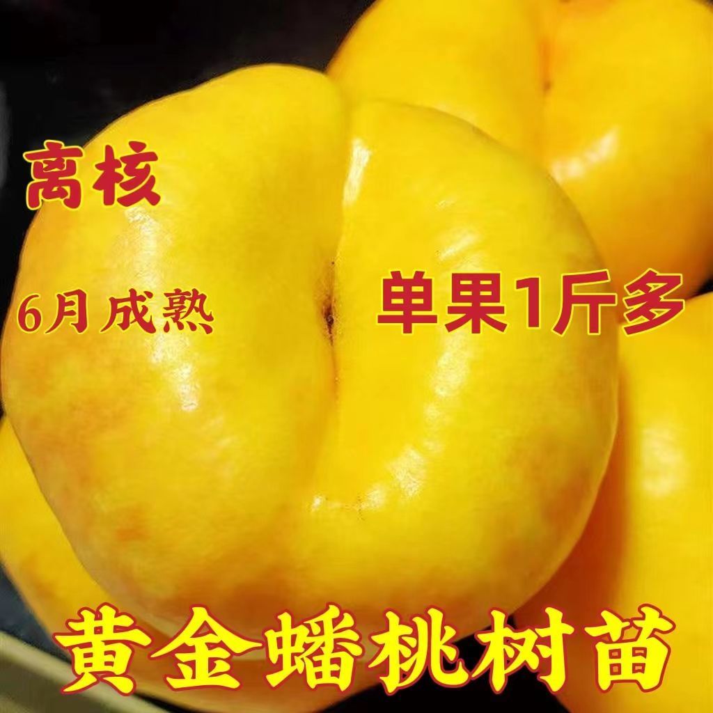 黄金蟠桃树苗批发明年结果