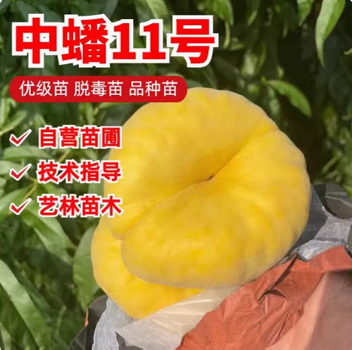 嫁接南方蟠桃苗新品种