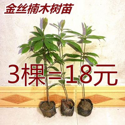 南方珍稀名贵小叶金丝楠木树苗