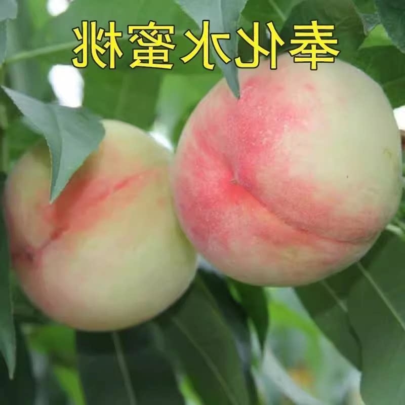 庭院果树苗 嫁接桃树苗 奉化水蜜桃树苗晚熟水蜜桃树苗嫁接果树苗