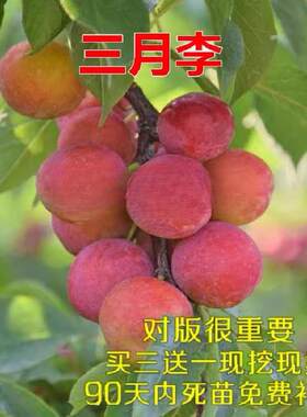 早熟三月李晚熟李子三华李苗嫁接