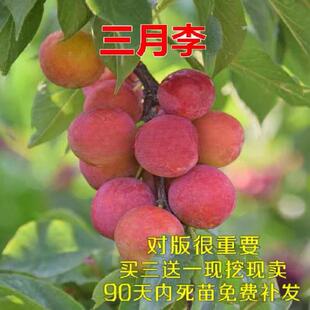 早熟三月李晚熟李子树苗三华李苗嫁接果树苗蜂糖李苗当年结果