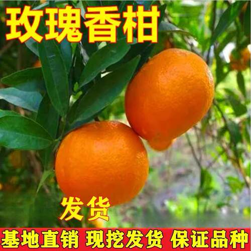 桔子苗玫瑰香柑树苗 嫁接柑橘 柑桔苗 玫瑰香柑橘苗12月成熟
