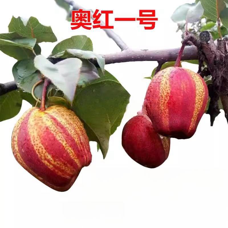 嫁接当年结果南方种植梨树苗