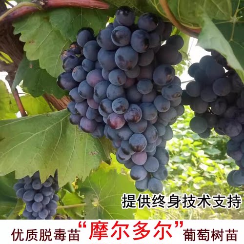 摩尔多瓦葡萄苗抗病高产晚熟包邮