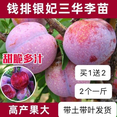 正宗大果三华李苗红心子嫁
