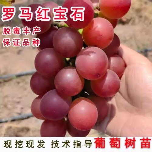 新品种葡萄苗罗马南方大葡萄树苗