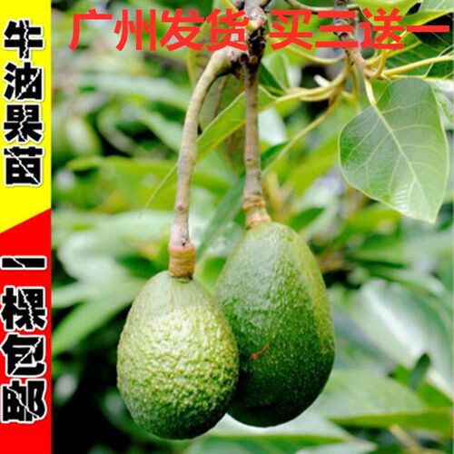 牛油果树苗价格 牛油果树苗图片 星期三