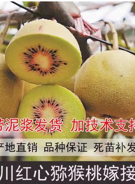四川苍溪红心红阳树苗盆栽嫁接苗