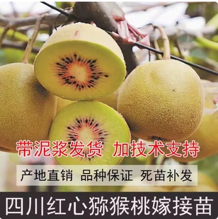 四川苍溪红心红阳猕猴桃嫁接苗奇异果树苗盆栽地栽南北方当年结果
