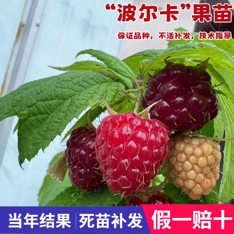 大果波尔卡双季红树莓苗盆
