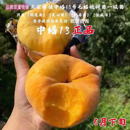 嫁接黄肉北方种植桃树苗