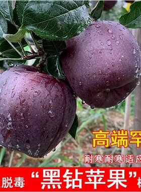 苹果树苗嫁接苹果苗南方当年结果