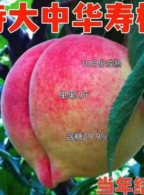 中华寿桃嫁接树苗特大超甜