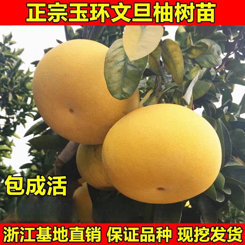 玉环文旦柚树苗嫁接子蜜南北图片