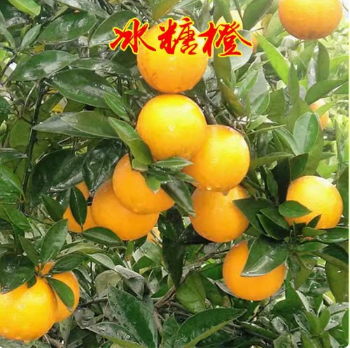 正宗高纯度高甜度永兴冰糖橙苗褚橙云冠盆栽地栽甜橙果树苗包邮