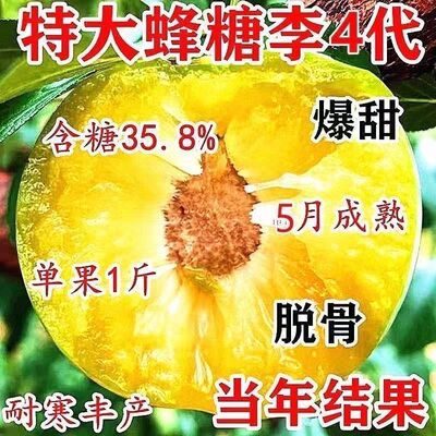 特大新品种嫁接蜂糖李子树