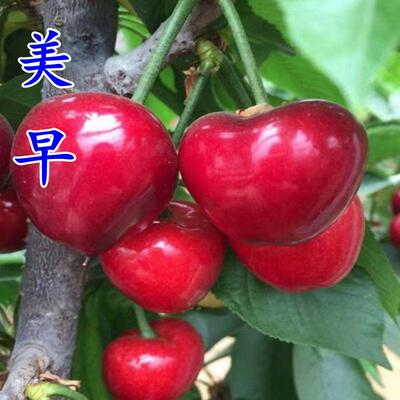 大樱桃树苗 美早樱桃苗 嫁接樱桃苗 南北方种植果树苗可盆栽地栽