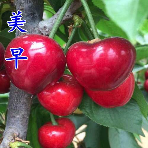 大樱桃树苗 美早樱桃苗 嫁接樱桃苗 南北方种植果树苗可盆栽地栽