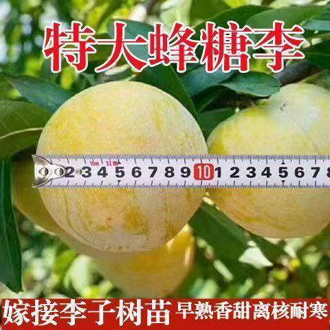 特大蜂糖李子果苗 嫁接李子树苗南北方种植 超甜高产离核果树苗