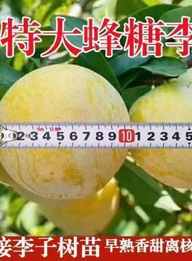 特大蜂糖李子果苗嫁接树