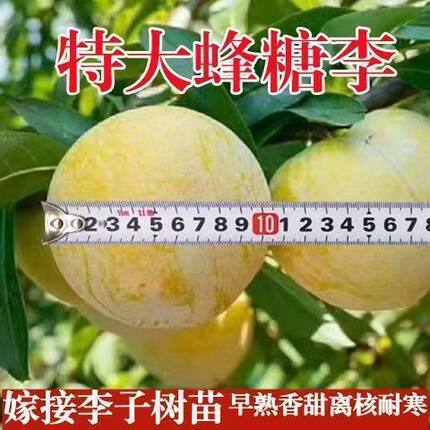 特大蜂糖李子果苗 嫁接李子树苗南北方种植 超甜高产离核果树苗