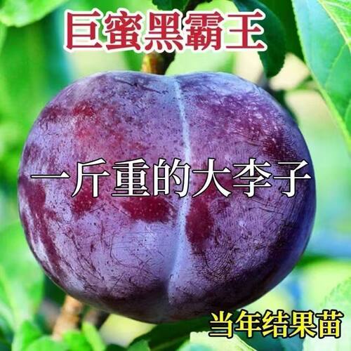 特大李子树苗嫁接早熟超甜