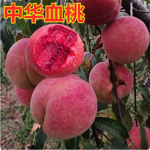 果树特大早熟南方水蜜桃子苗