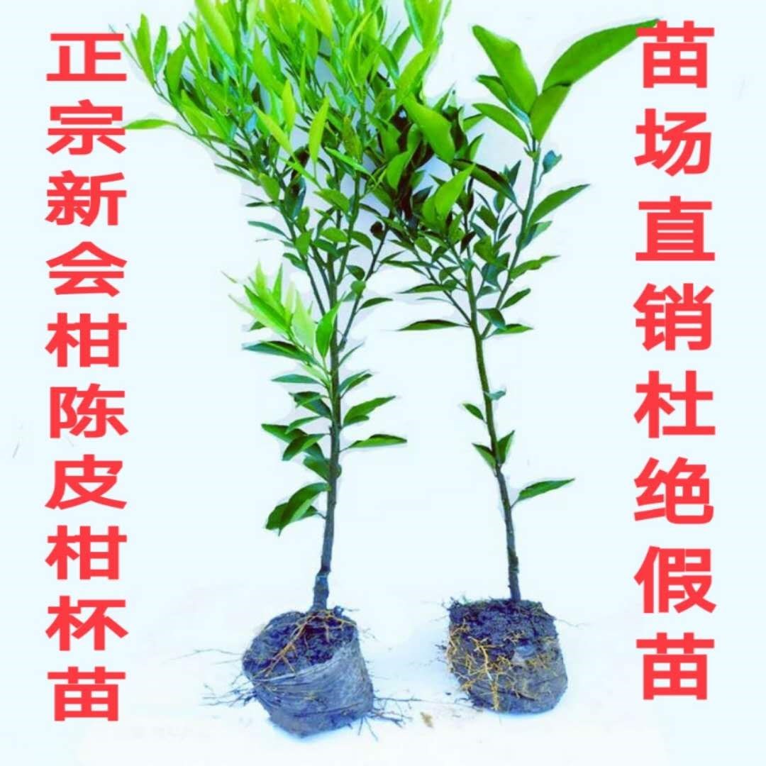 正宗新会柑苗茶枝柑小青柑树苗