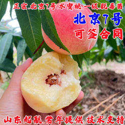 秦安离核水蜜桃树果苗嫁接北京7号桃树苗嫁接七号桃苗南北方种植