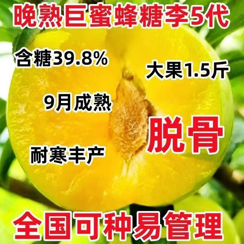 爆甜蜂糖李子树苗5代正宗嫁接新品种南北方特大耐寒盆栽当年结果,鲜花速递/花卉仿真/绿植园艺,果树,淘宝优惠券,粉丝福利购,淘宝优惠卷