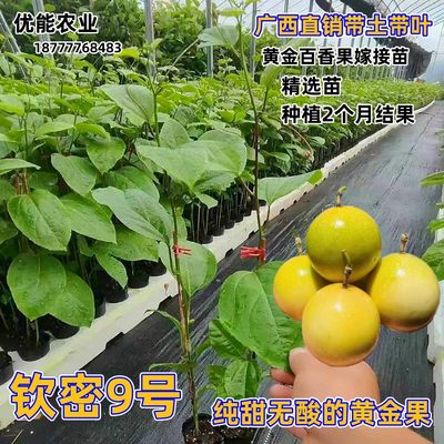 钦蜜9号百香果树苗纯甜黄金庭