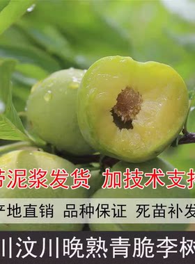 李子树苗脱骨李晚熟南方种植四川