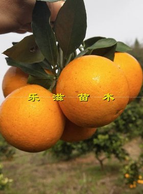 锦蜜冰糖橙苗大果麻阳纯甜肉