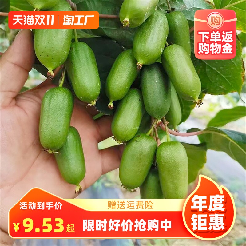 软枣猕猴桃果树苗四季阳台图片