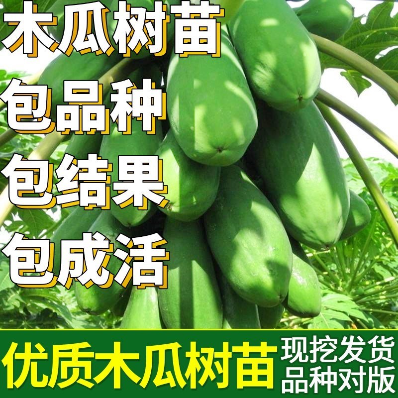 木瓜树盆栽价格 木瓜树盆栽图片 星期三