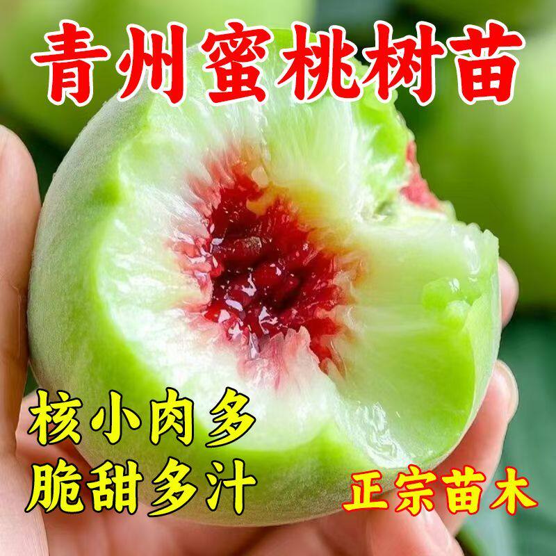 特大爆甜嫁接青州蜜桃树苗正宗青皮桃树苗脆甜桃苗南方北方种植