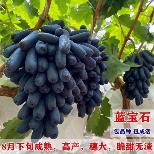 甜蜜蓝宝石葡萄树苗嫁接无