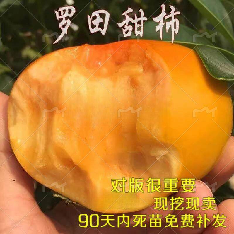 脆甜柿子苗 罗田甜柿苗 嫁接柿树苗 自然脱涩甜柿子南方北方种植
