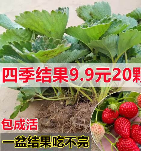 四季种植草莓苗带原土奶油秧