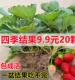 四季 种植草莓苗带原土奶油草莓秧苗食用南北阳台庭院种植当年结果